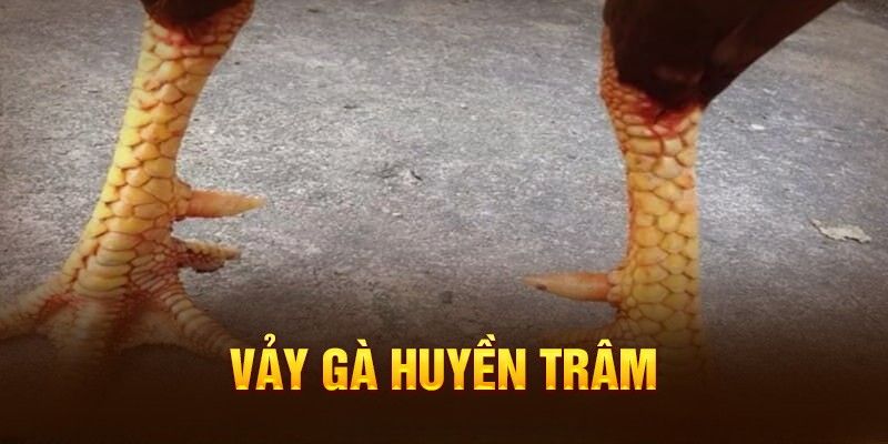 Các vị trí vảy huyền trâm phổ biến và ý nghĩa đi kèm
