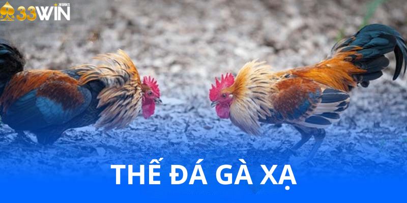 Huấn luyện thế gà đá xạ bí quyết tạo nên gà chiến thượng hạng