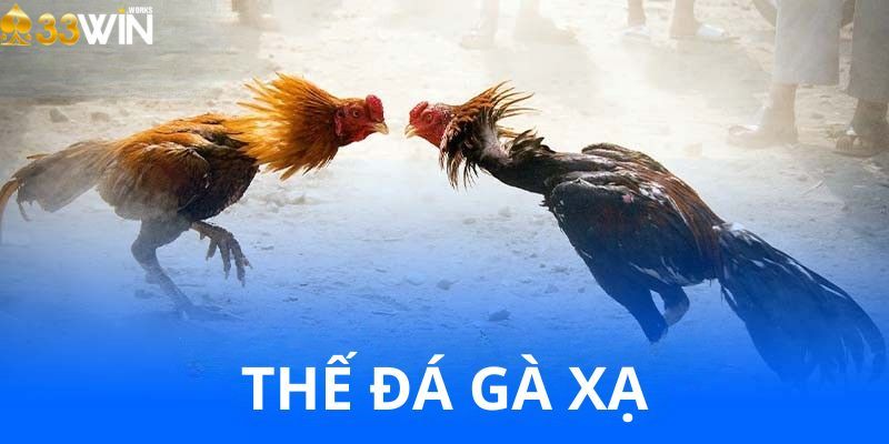 Nhận biết gà có thế đá xạ không dành cho tay mơ